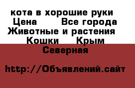 кота в хорошие руки › Цена ­ 0 - Все города Животные и растения » Кошки   . Крым,Северная
